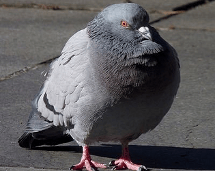 Chadgeon: Enjoyers Edition