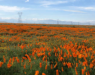 Poppy Fields*