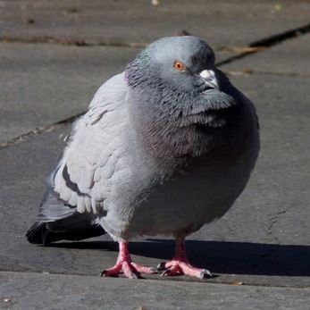Chadgeon: Enjoyers Edition