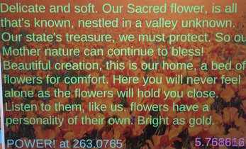 Poppy Fields*