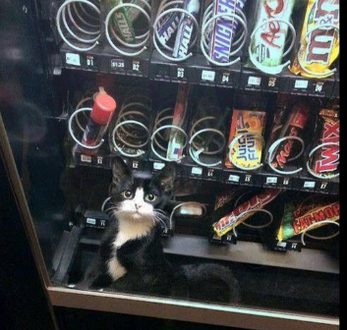 the cat producer